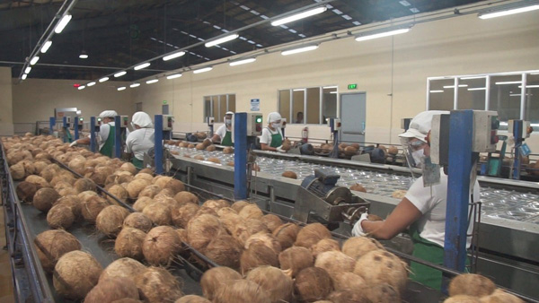 Nhà máy cơm dừa - Cà Phê Tutilan -  Công Ty Cổ Phần Tutilan Việt Nam